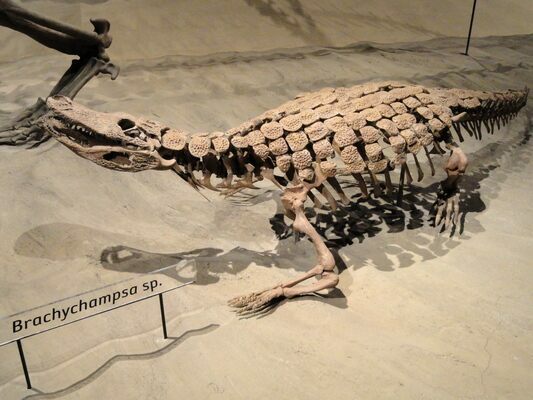 Fossil specimen in the Natural History Museum of Utah, Salt Lake City, Utah.  Creative commons